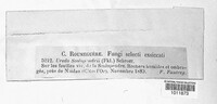 Uredo scolopendrii image